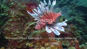 2137  lion fish hunting for food