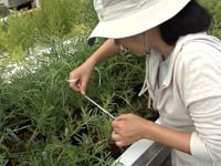 Newswise:Video Embedded could-these-salt-loving-edible-sea-vegetables-be-the-new-kale