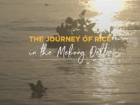 The Journey of Rice in the Mekong Delta