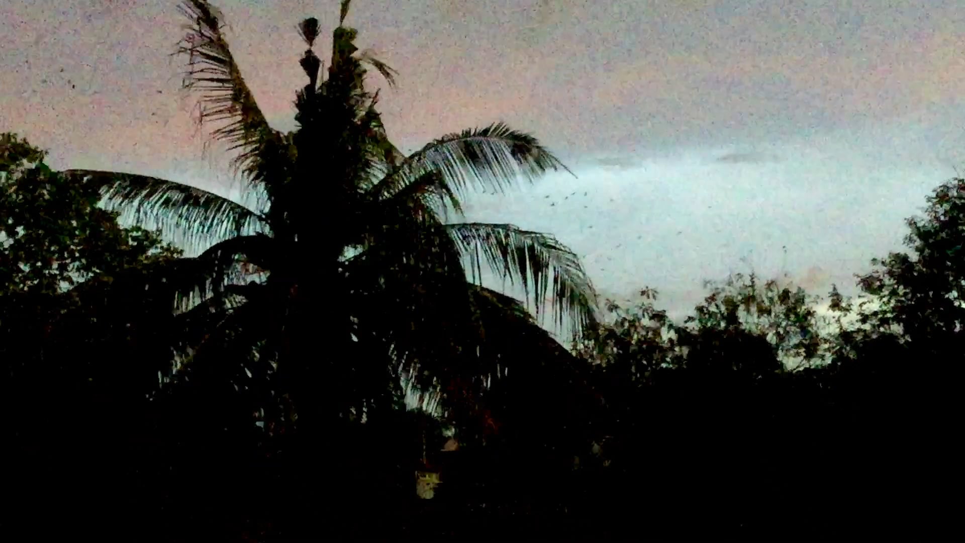 Night Vision