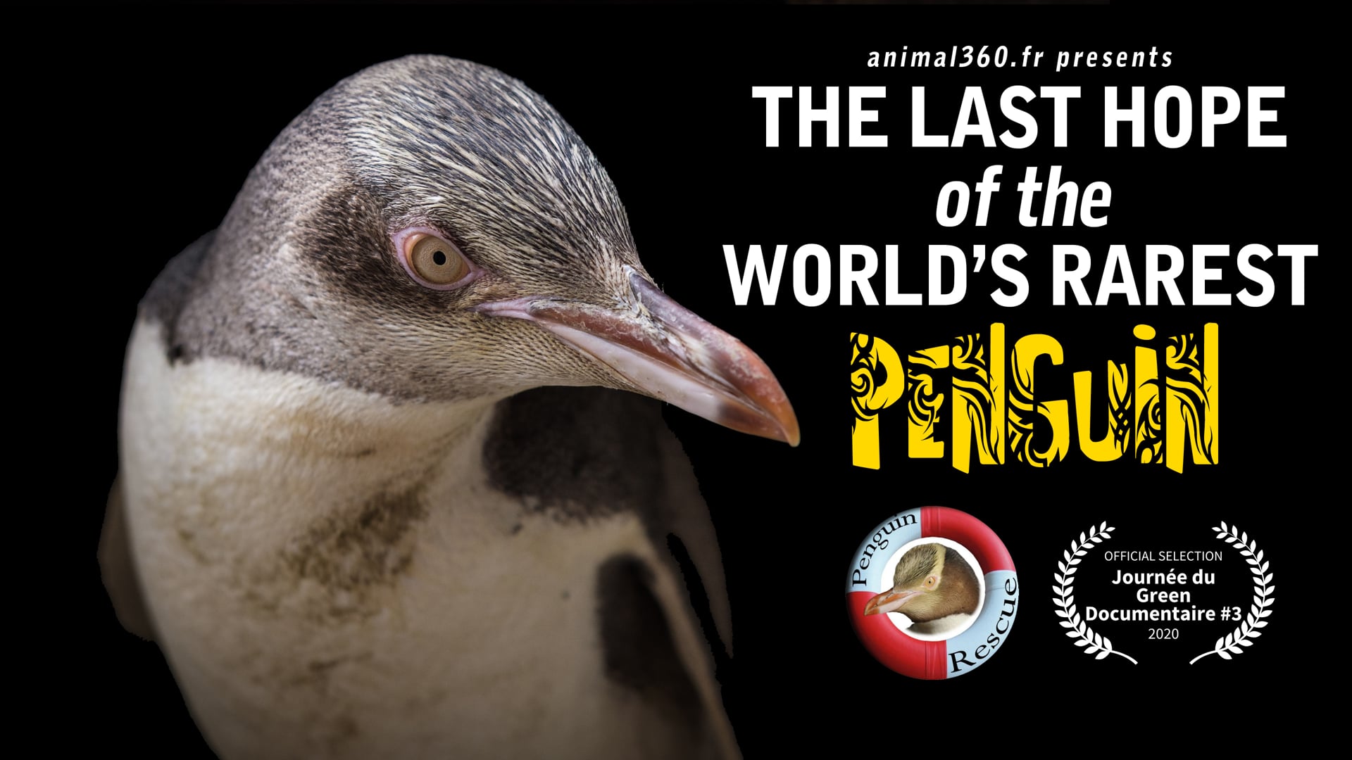 The last hope of the world's rarest penguin
