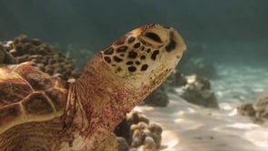 Save Sea Turtles