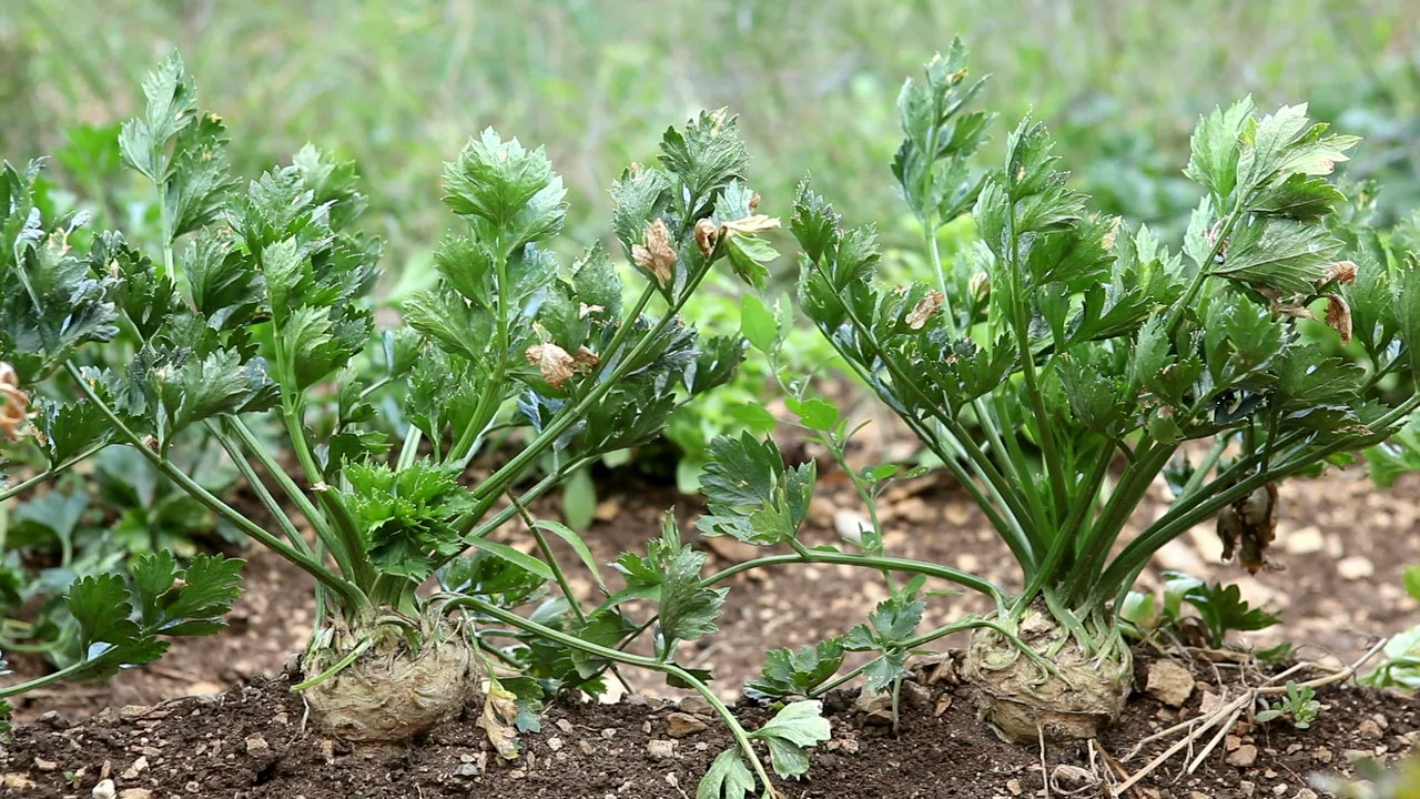 Zalia stotele | BERENJENA - PATIO BABY H Semillas | Semillas de Hortalizas | Semillas De Berenjena | semillas de plantas | semillas de jardín | 1 paquete
