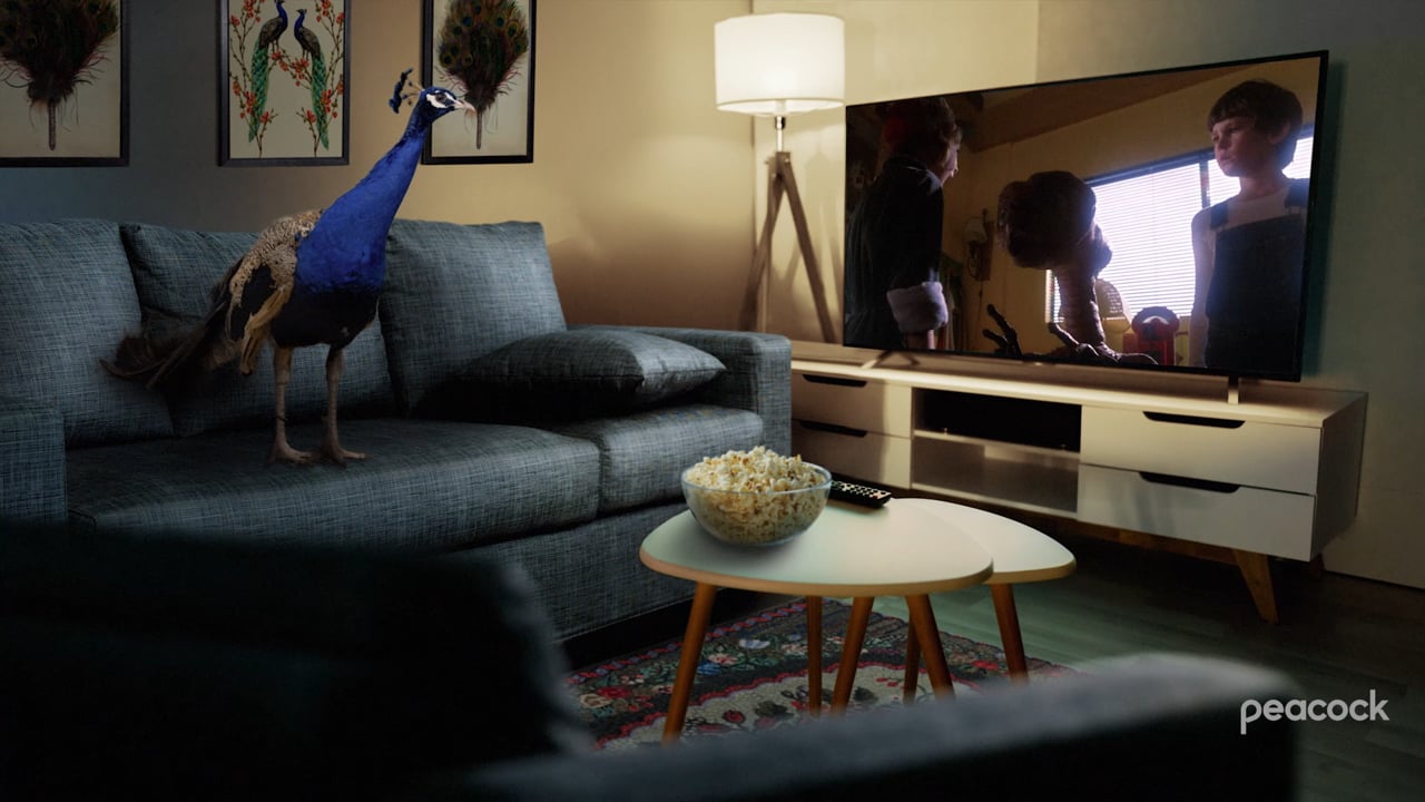 Peacocks Watching Peacocks - ET