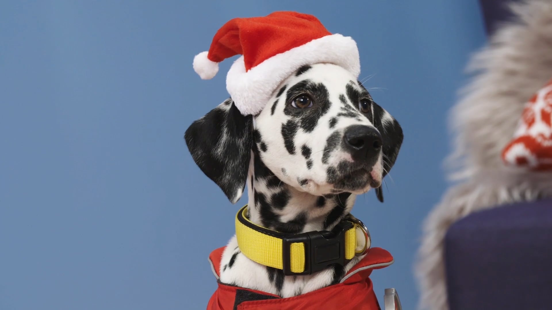 Real Pups Save Christmas - Paw Patrol YouTube Original