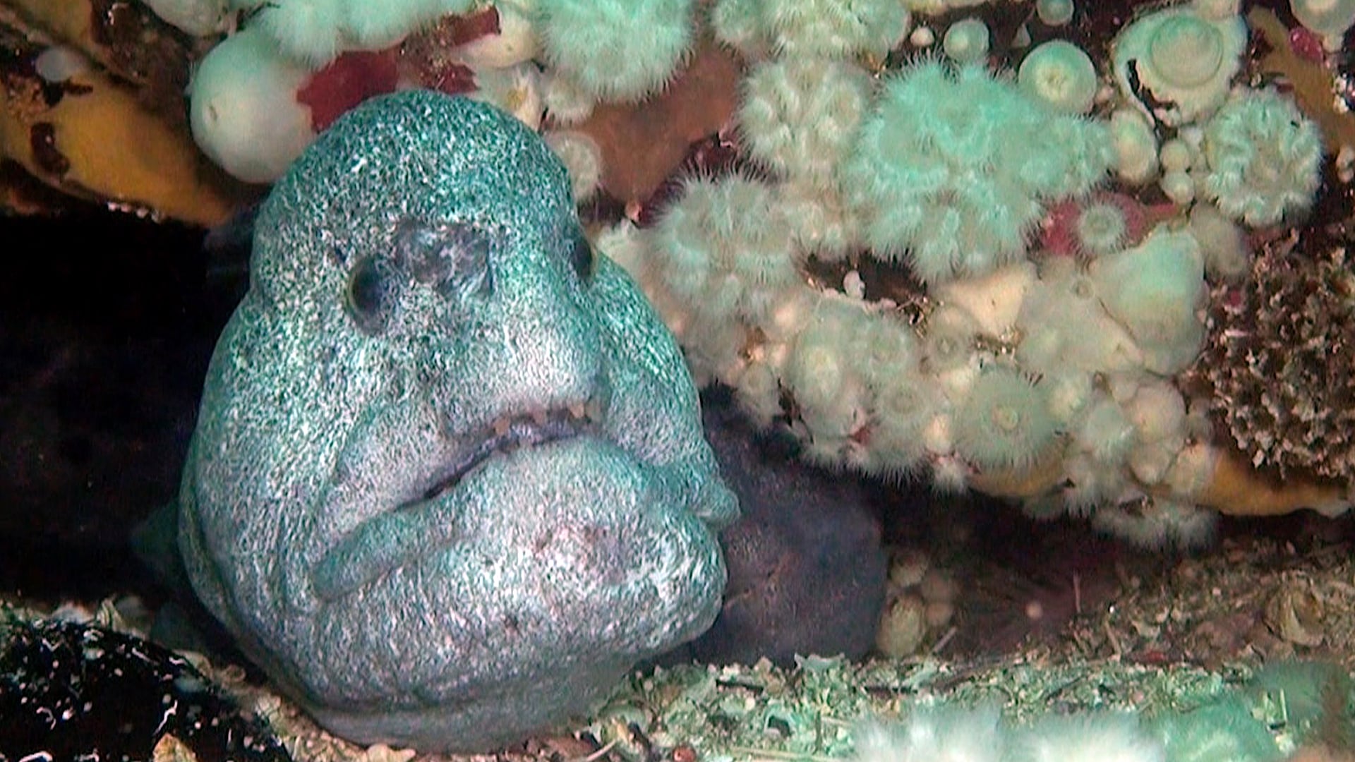 Diving British Columbia God's Pocket Resort on Vimeo