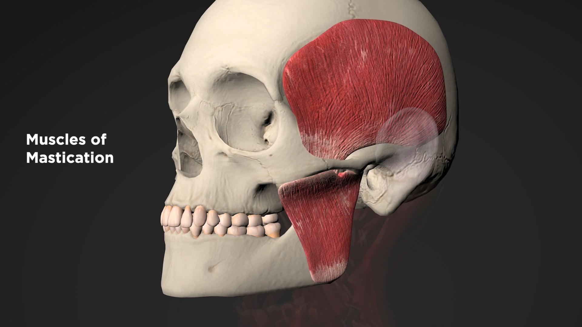 Muscles of Mastication on Vimeo