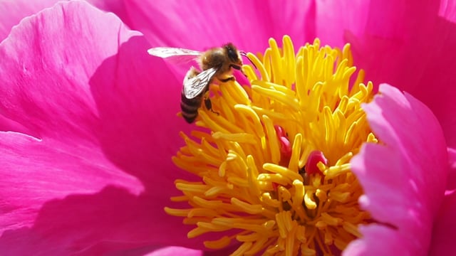 Bee Peony Pollen Free Stock Video - Pixabay