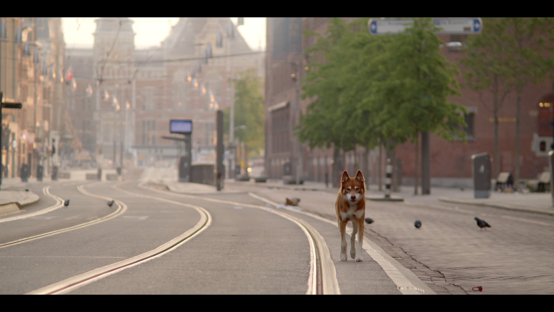 Geen Hond in Amsterdam - Korte docu