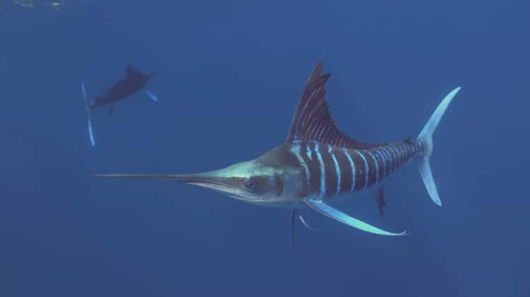 Seven bait balls - a feast for the Striped Marlin off Baja California on  Vimeo