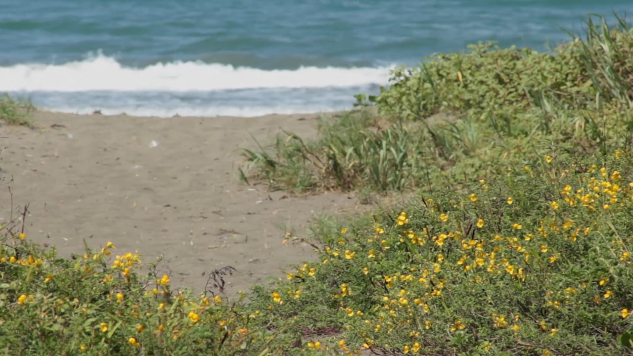 Playas Amenazadas