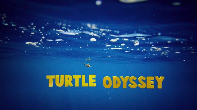 Turtle Odyssey - Official Trailer [1080]