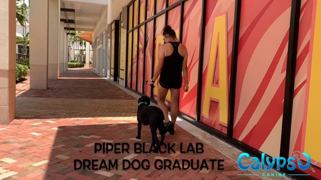 Piper the Black Lab