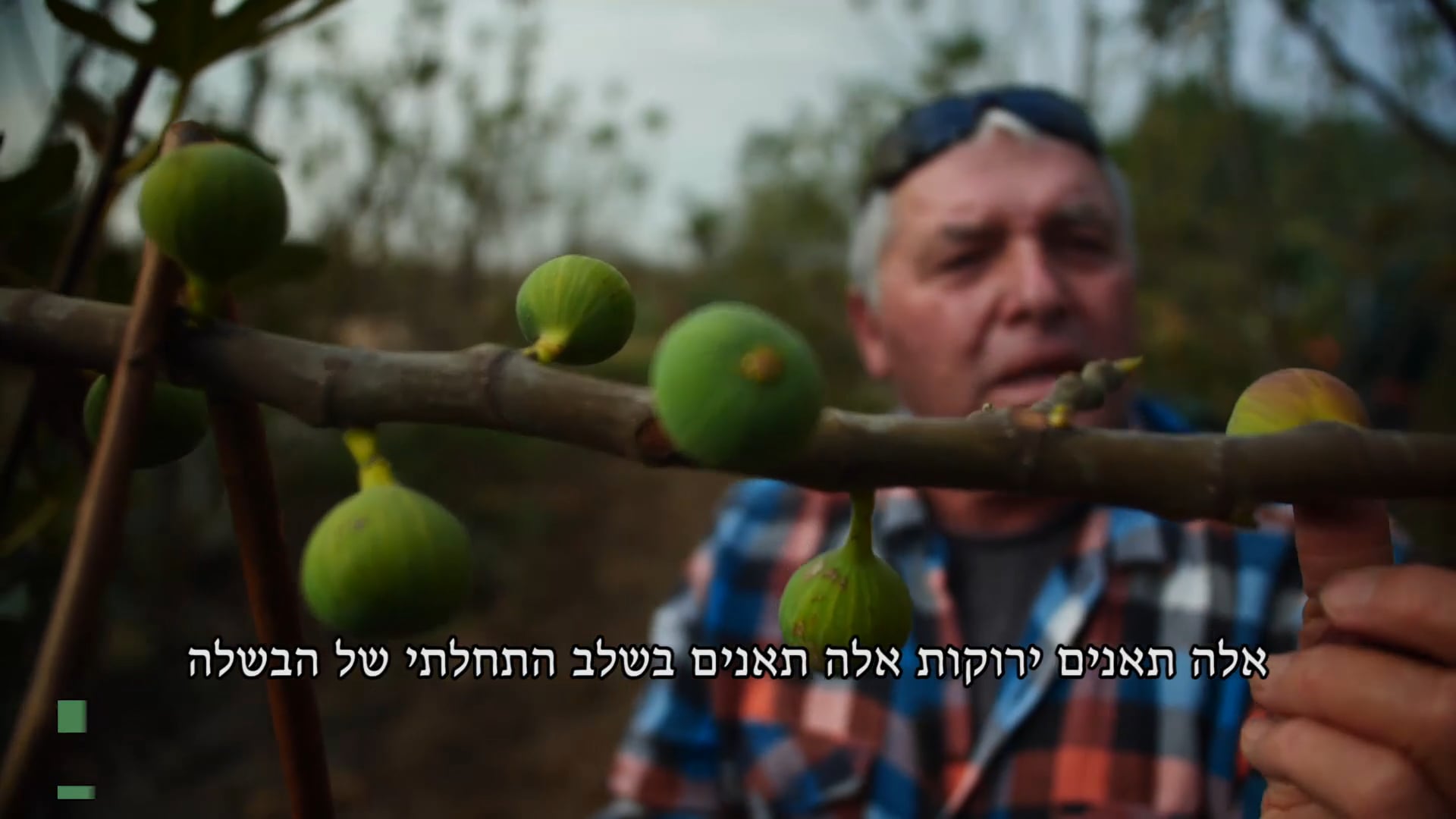 תאנים עם כתוביות בעברית