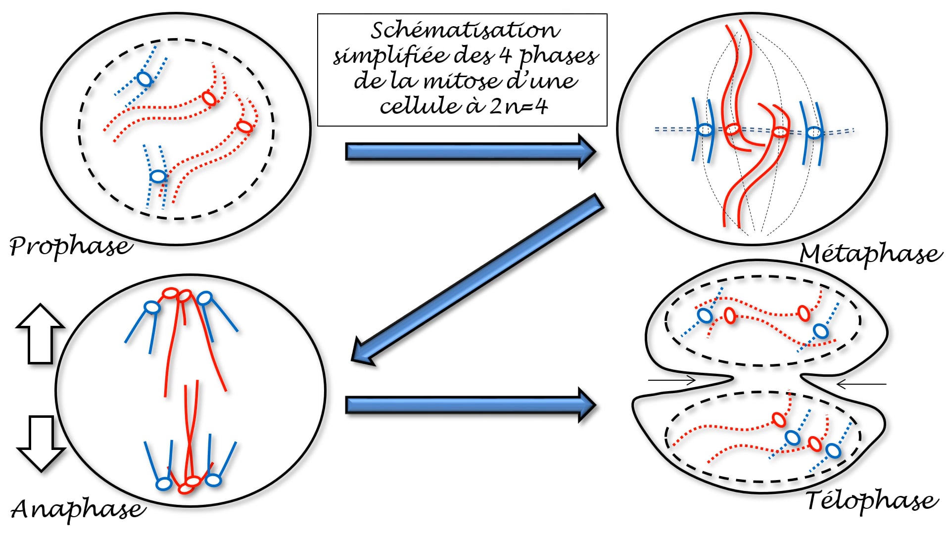 Un Schéma Simplifié De La Mitose D'une Cellule De Formule Chromosomique ...