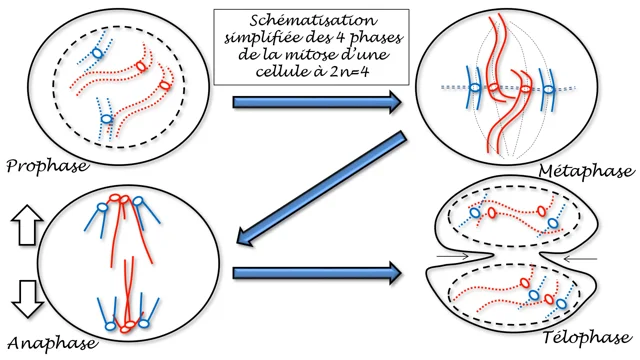 prophase dans une cellule animale