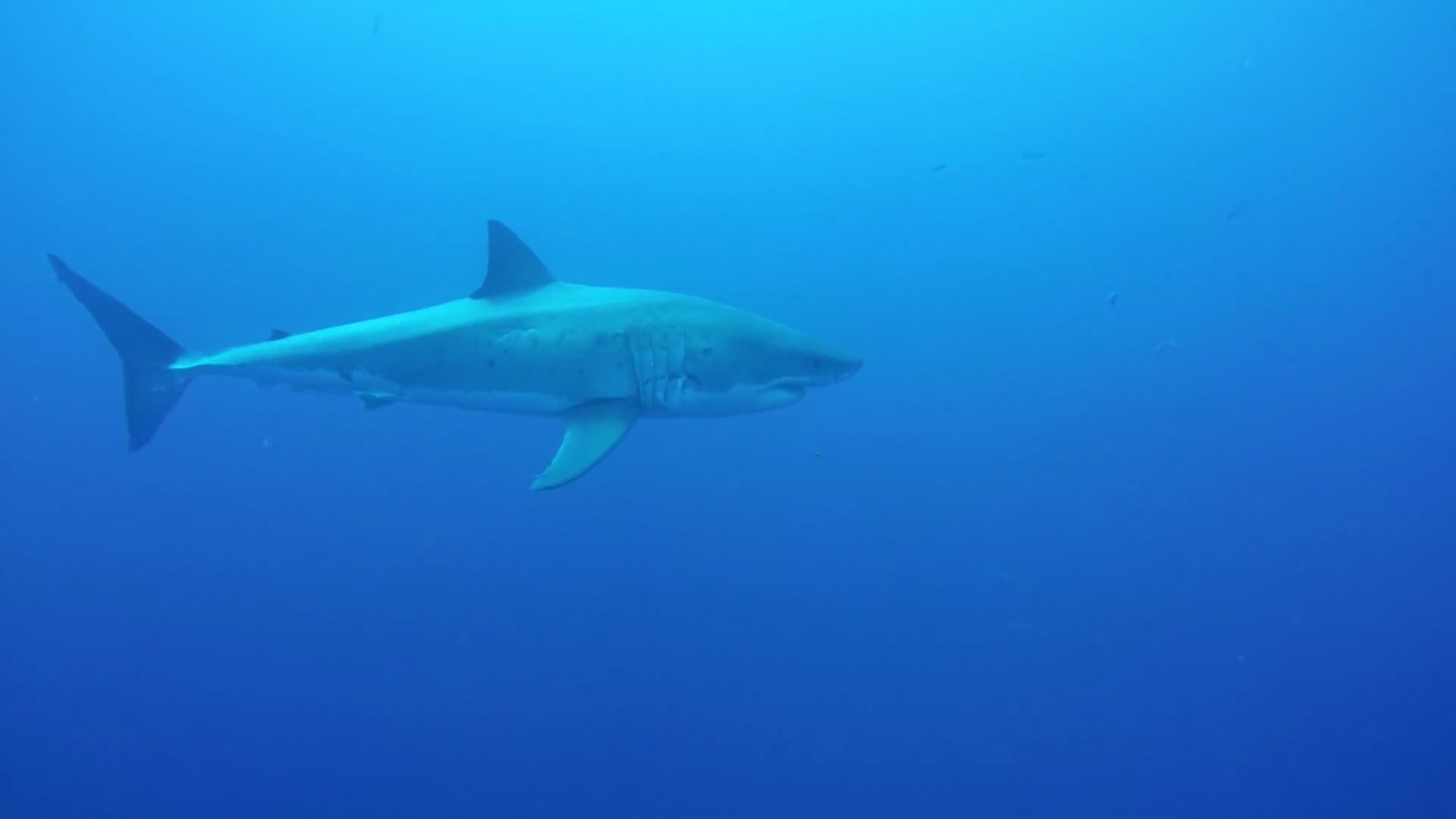 Wish You Were Here | Shaun White VS Great Whites