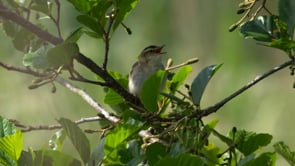 BBC One Inside Out Southwest - South Huish & South Milton Nature Reserve, Devon