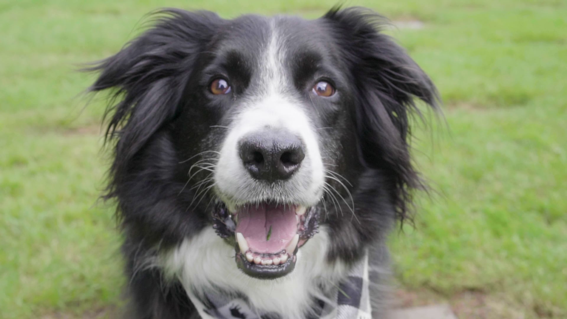 Ziggy's New Beginning