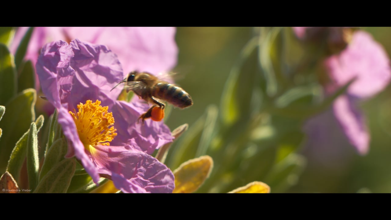 L'Abeille et le Ciste.