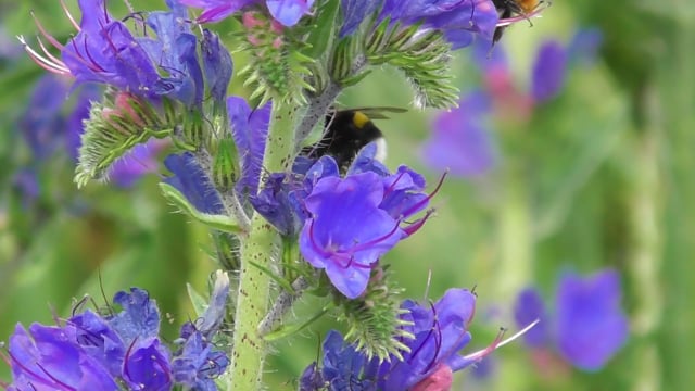 Hamule Insecte Nature Insectes Hummel - Free video on Pixabay - Pixabay