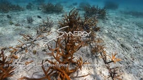 2216 coral reef farming coral restoration project