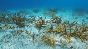 2217 coral farm growing staghorn coral in the caribbean