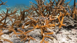 2221 stagehorn coral growth on coral restoration reef video
