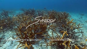 2225 staghorn coral reef restoration stock video