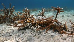 2226 staghorn coral farm on sea floor