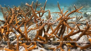 2230 close up coral restoration project caribbean