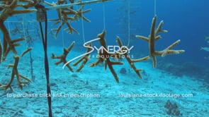 2238 staghorn coral growing in coral restoration global warming