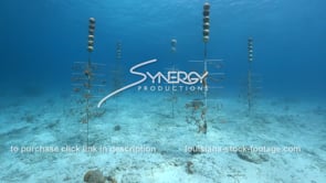 2239 coral tree nursery for coral reef restoration