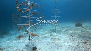 2241 gliding past coral nursery trees reef restoration climate change