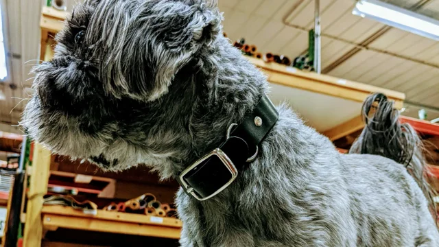 Punch dog collar