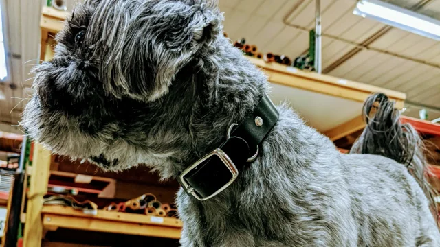 Make Your Own: Leather Dog Collar - Beginner Tutorial 