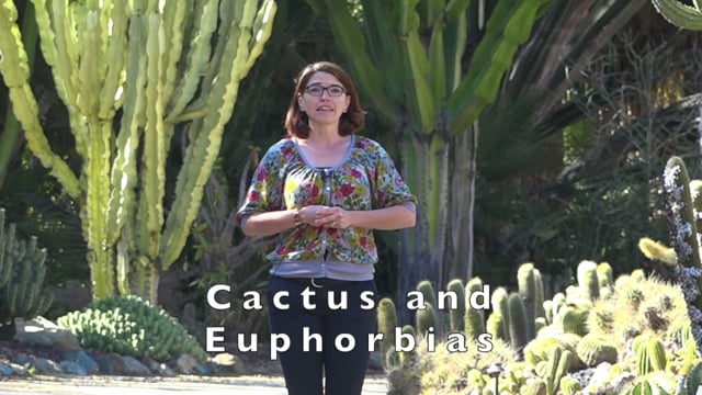 Cactus and Euphorbias