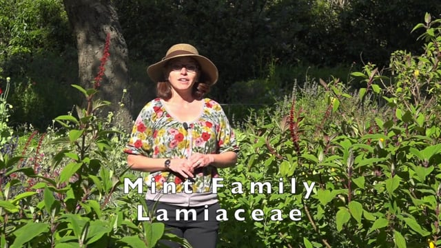 Mint Family – Lamiaceae