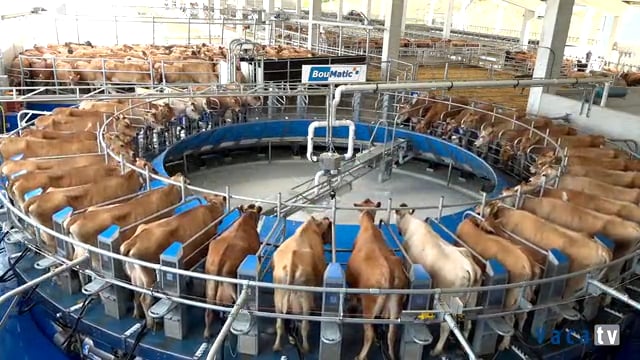 A CAP Coruña confíalle o muxido a Boumatic no seu novo proxecto de vacas Jersey