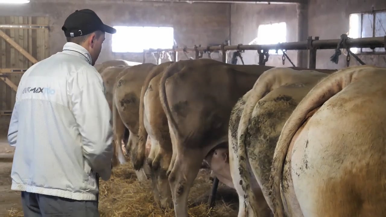 Vaches allaitantes : la collecte de fonds MiiMosa a sauvé sa ferme