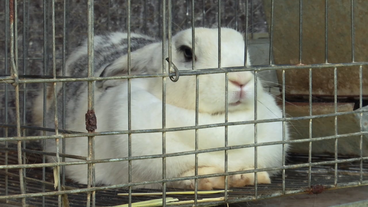 Biogranjita: Conejos