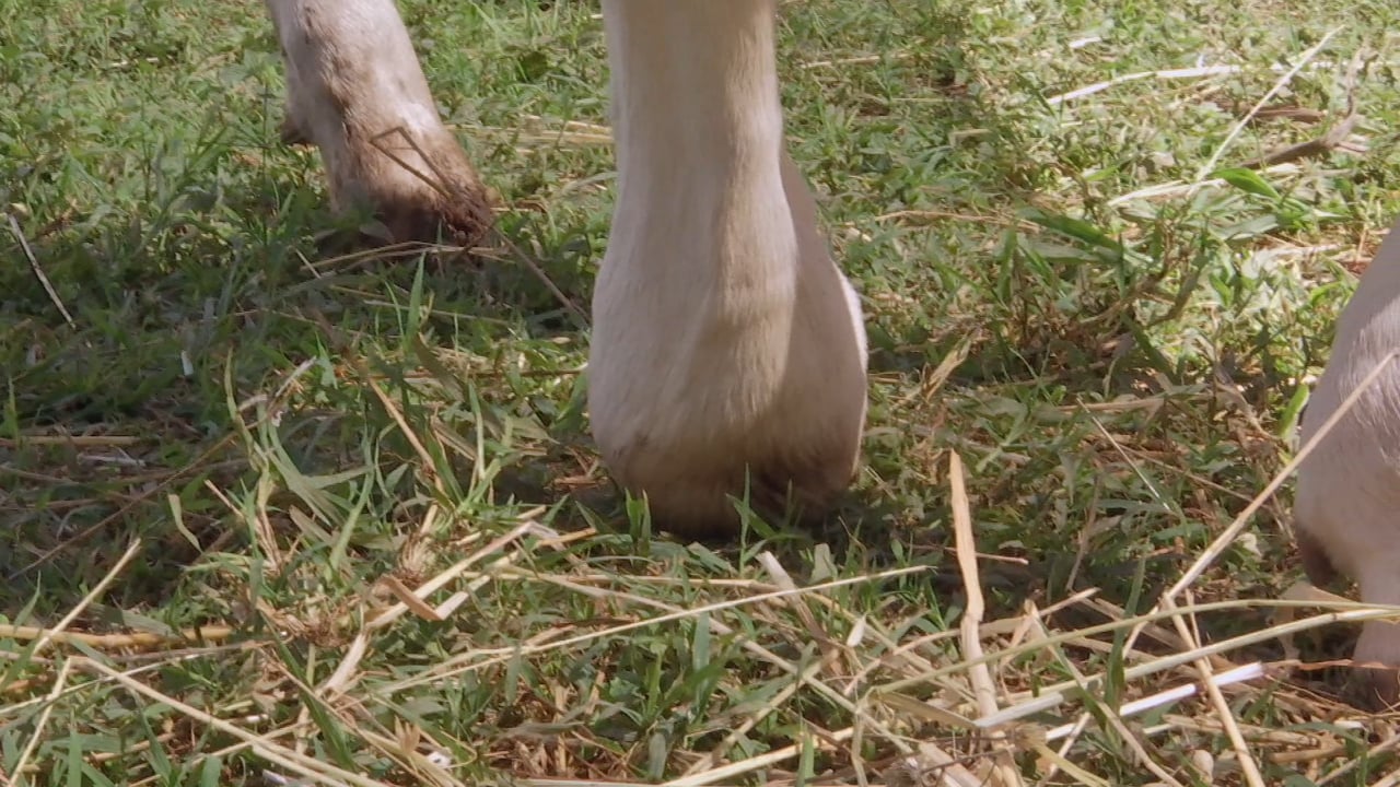 Biogranjita: Vacas