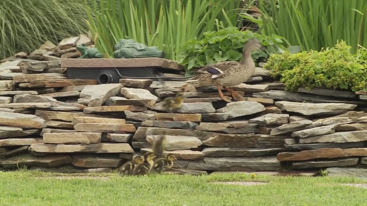 Biogranjita: Patos