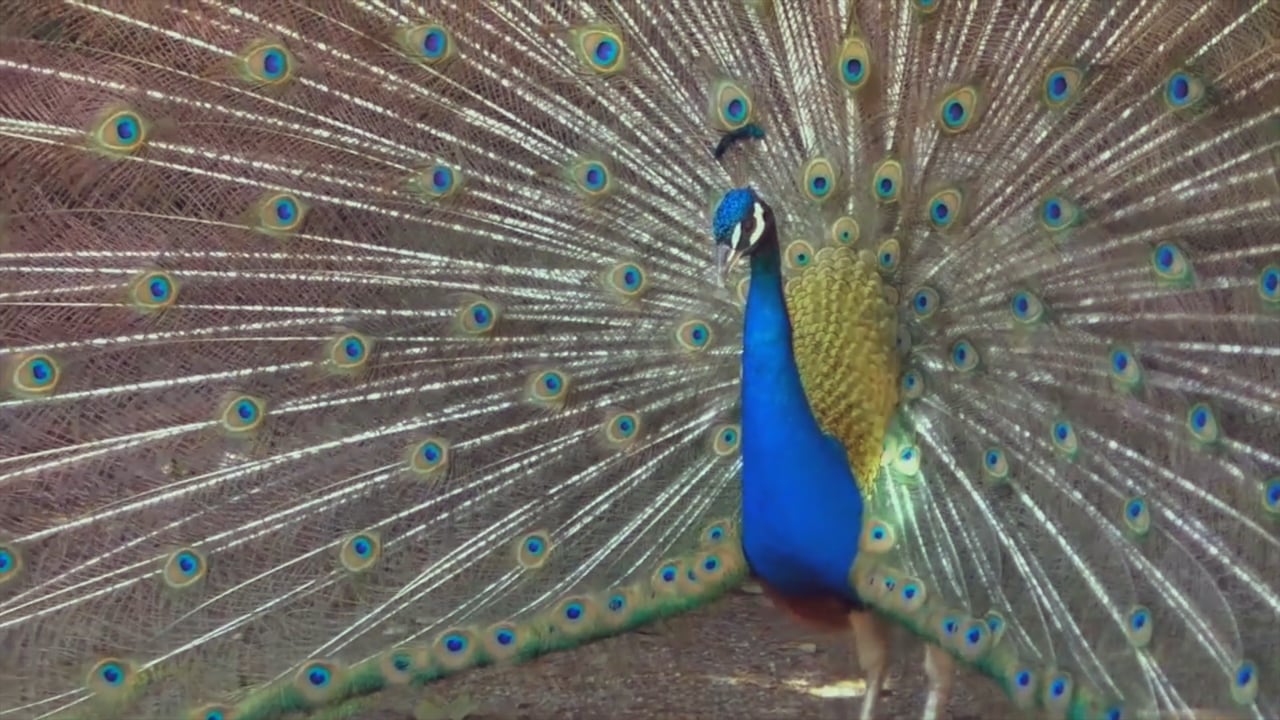 Biogranjita: Pavo Real