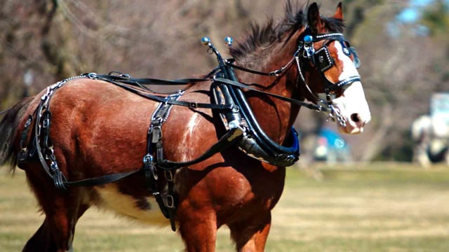 American Draft Horse