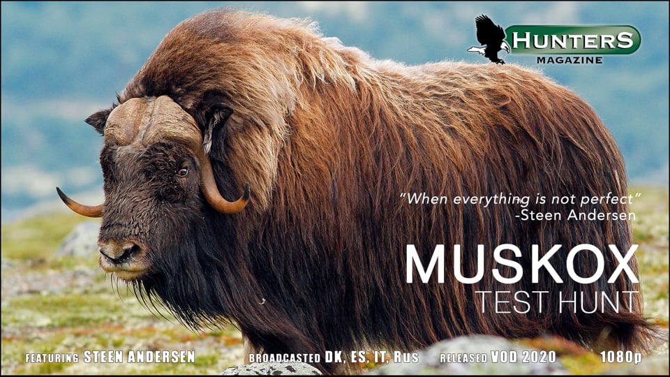 Muskox