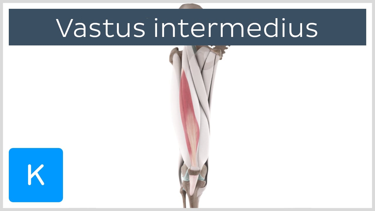 vastus medialis muscle