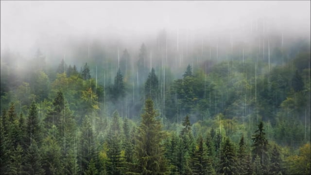 Forest, Rain, Nature, Fog, Clouds, Trees