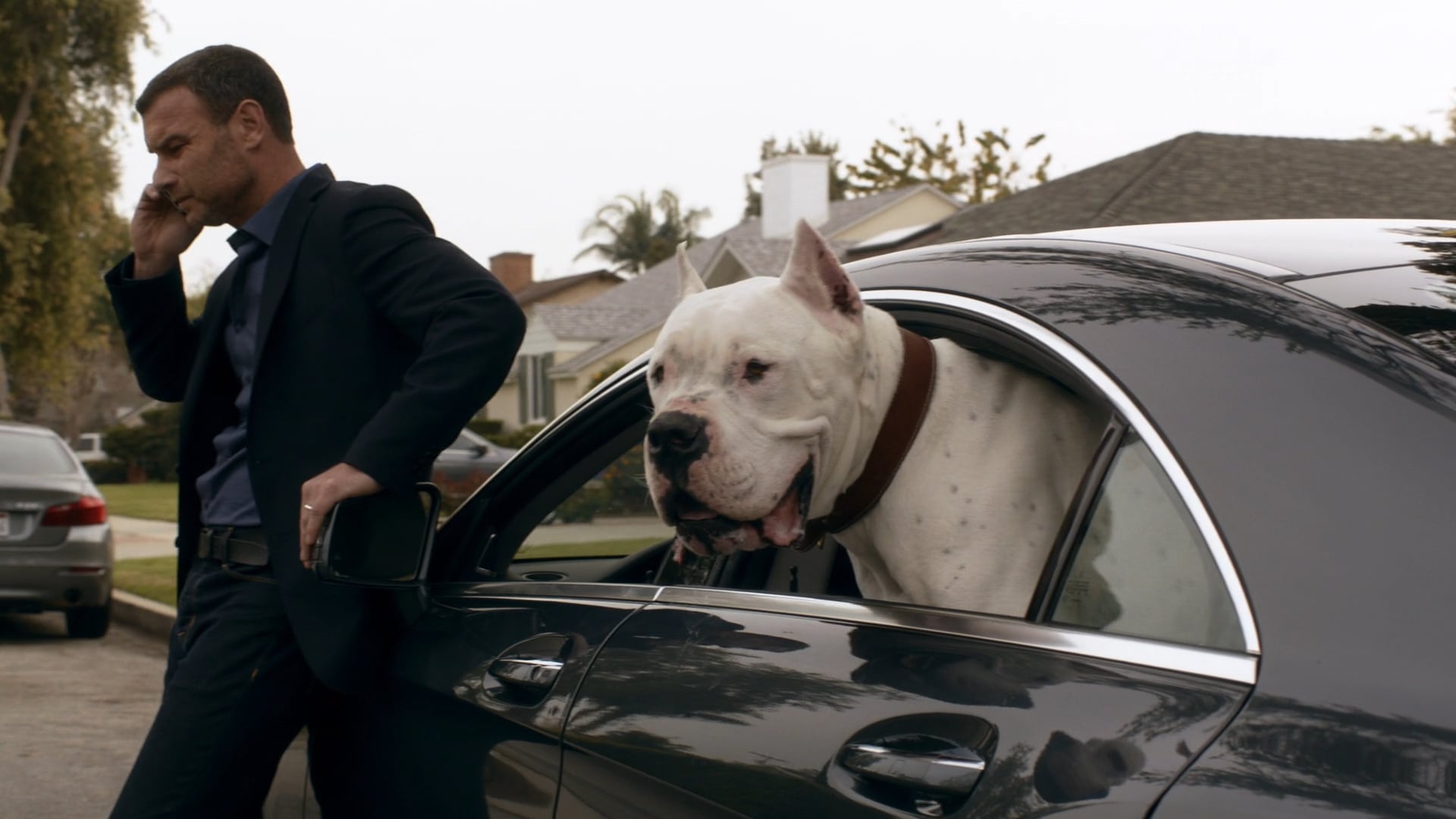 What Type of Dog is in Ray Donovan? Unveiled Breed Secrets!