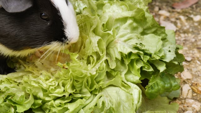A closer look at Guinea Pig Salad With Citrus And Vegan Ranch